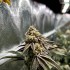 Semillas de marihuana feminizadas Crystal Cookies V2 de In House Genetics, cogollos de interior.
