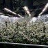 Semillas de marihuana feminizadas Crystal Cookies V2 de In House Genetics, cultivo de interior.