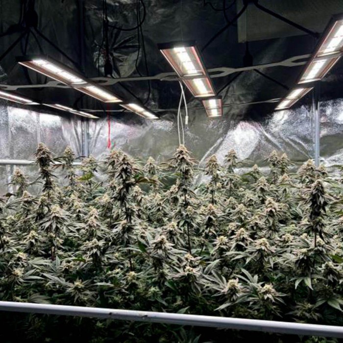 Semillas de marihuana feminizadas Crystal Cookies V2 de In House Genetics, cultivo de interior.