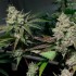 Semillas de marihuana feminizadas Crystal Cookies V2 de In House Genetics, flores compactas.
