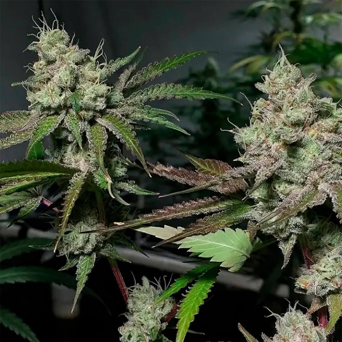 Semillas de marihuana feminizadas Crystal Cookies V2 de In House Genetics, flores compactas.