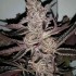 Semillas de marihuana feminizadas Crystal Cookies V2 de In House Genetics, resina.
