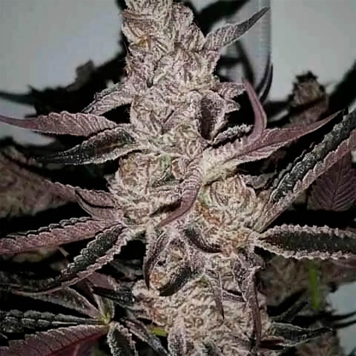 Semillas de marihuana feminizadas Crystal Cookies V2 de In House Genetics, resina.