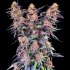 Semillas de marihuana feminizadas Spanish Moon S1 de Lovin in Her Eyes, planta morada.