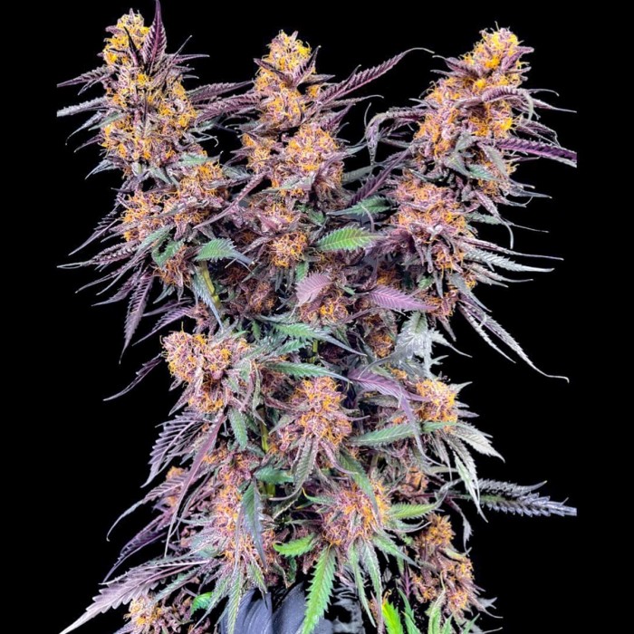 Semillas de marihuana feminizadas Spanish Moon S1 de Lovin in Her Eyes, planta morada.