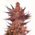 Semillas de marihuana feminizadas Spanish Moon S1 de Lovin in Her Eyes, cogollo morado.