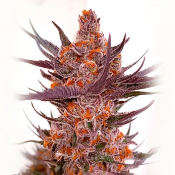 Semillas de marihuana feminizadas Spanish Moon S1 de Lovin in Her Eyes, cogollo morado.