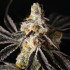 Semillas de marihuana feminizadas Funky Fuego de Lovin in Her Eyes, cogollo resinoso.