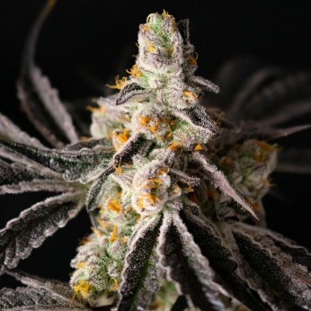 Semillas de marihuana feminizadas Funky Fuego de Lovin in Her Eyes, cogollo resinoso.