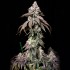 Semillas de marihuana feminizadas Blueberry Fudge de Lovin in Her Eyes, punta principal.