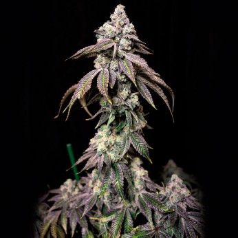 Semillas de marihuana feminizadas Blueberry Fudge de Lovin in Her Eyes, punta principal.