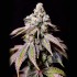 Semillas de marihuana feminizadas Blueberry Fudge de Lovin in Her Eyes, cogollo resinoso.