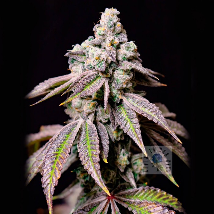 Semillas de marihuana feminizadas Blueberry Fudge de Lovin in Her Eyes, cogollo resinoso.