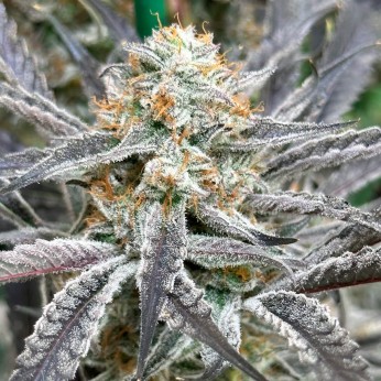Semillas de marihuana feminizadas Strawberry Cadillac de Lovin in Her Eyes, cogollo resinoso.