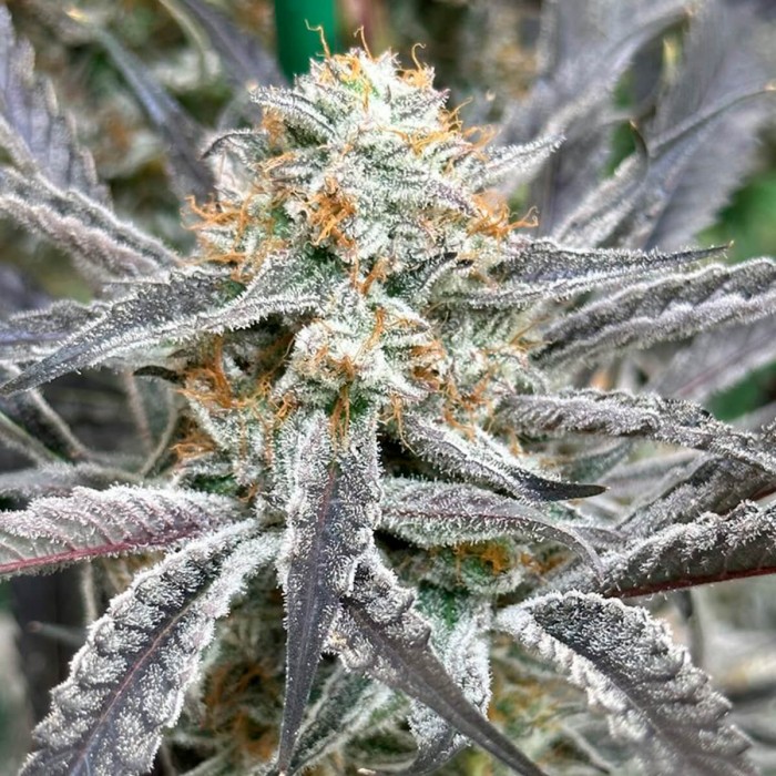 Semillas de marihuana feminizadas Strawberry Cadillac de Lovin in Her Eyes, cogollo resinoso.