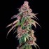 Semillas de marihuana feminizadas Louisiana Pine de Lovin in Her Eyes, cogollo resinoso.