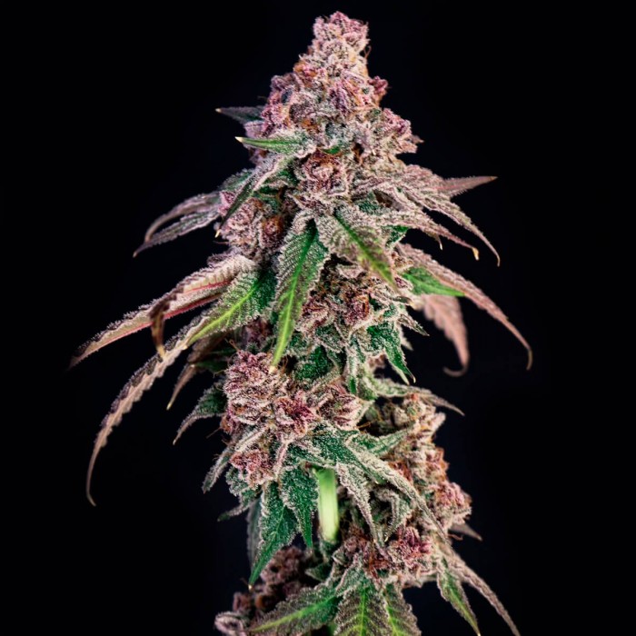 Semillas de marihuana feminizadas Louisiana Pine de Lovin in Her Eyes, cogollo resinoso.