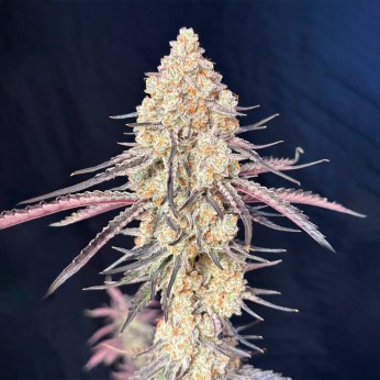 Semillas de marihuana feminizadas Purple Magnolia de Lovin in Her Eyes, cogollo resinoso.