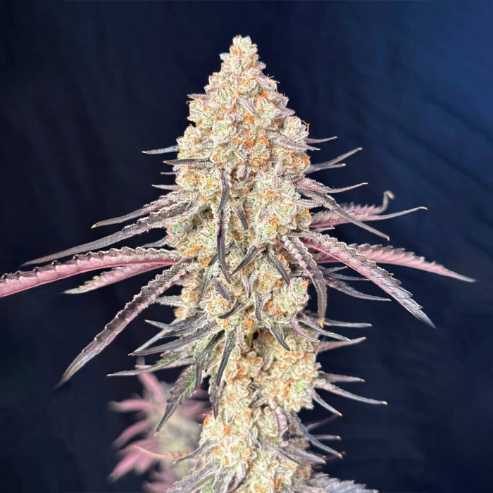 Semillas de marihuana feminizadas Purple Magnolia de Lovin in Her Eyes, cogollo resinoso.