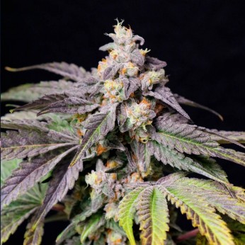 Semillas de marihuana feminizadas Medianoche de Lovin in Her Eyes, cogollo resinoso.