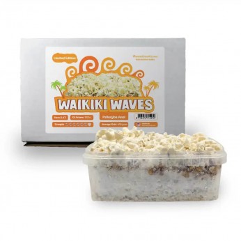 Pan de Setas Waikiki Waves Kit cultivo.