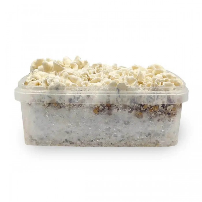 Pan de Setas Waikiki Waves Kit cultivo, pan fructificado de setas.