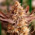Semillas de marihuana feminizadas Grape Amethyst de Lovin in Her Eyes, cogollo maduro.