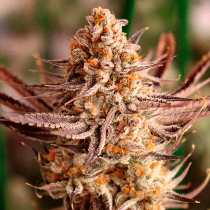 Semillas de marihuana feminizadas Grape Amethyst de Lovin in Her Eyes, cogollo maduro.