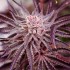 Semillas de marihuana feminizadas Grape Amethyst de Lovin in Her Eyes, cogollo morado.