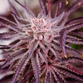 Semillas de marihuana feminizadas Grape Amethyst de Lovin in Her Eyes, cogollo morado.