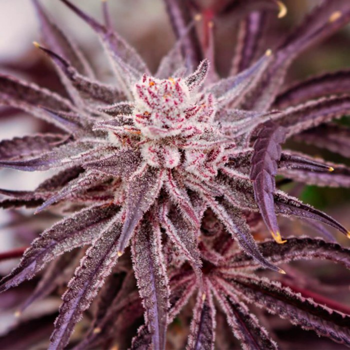 Semillas de marihuana feminizadas Grape Amethyst de Lovin in Her Eyes, cogollo morado.