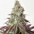 Semillas de marihuana feminizadas Grape Amethyst de Lovin in Her Eyes, punta principal.