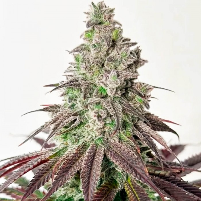 Semillas de marihuana feminizadas Grape Amethyst de Lovin in Her Eyes, punta principal.