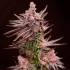 Semillas de marihuana feminizadas Depth Charge de Lovin in Her Eyes, cogollo morado.