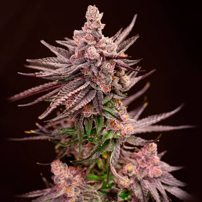 Semillas de marihuana feminizadas Depth Charge de Lovin in Her Eyes, cogollo morado.