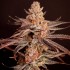 Semillas de marihuana feminizadas Boardwalk Bubba de Lovin in Her Eyes, cogollo morado.