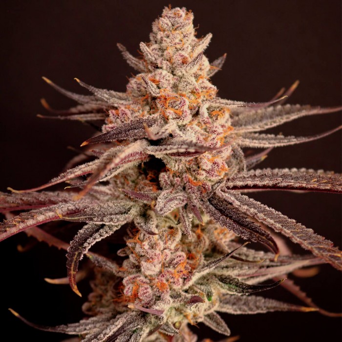 Semillas de marihuana feminizadas Boardwalk Bubba de Lovin in Her Eyes, cogollo morado.
