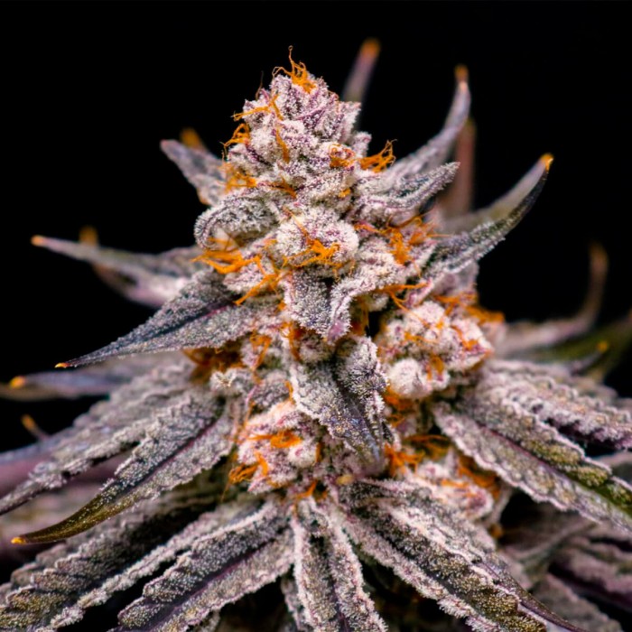 Semillas de marihuana feminizadas Boardwalk Bubba de Lovin in Her Eyes, cogollo resinoso.