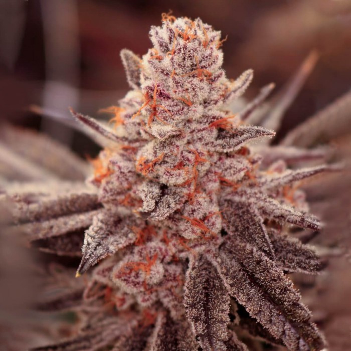 Semillas de marihuana feminizadas Boardwalk Bubba de Lovin in Her Eyes, cogollo compacto.
