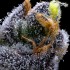 Semillas de marihuana feminizadas Garlic Cookies de Barney's Farm Seeds, resina.