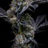 Semillas de marihuana feminizadas Garlic Cookies de Barney's Farm Seeds, flores resinosas.