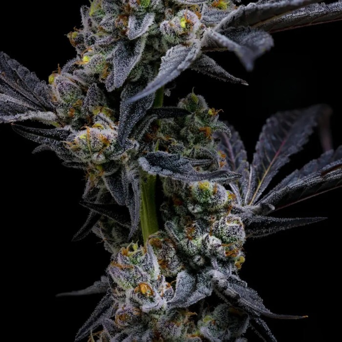 Semillas de marihuana feminizadas Garlic Cookies de Barney's Farm Seeds, flores resinosas.