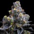 Semillas de marihuana feminizadas Garlic Cookies de Barney's Farm Seeds, cogollo resinoso.