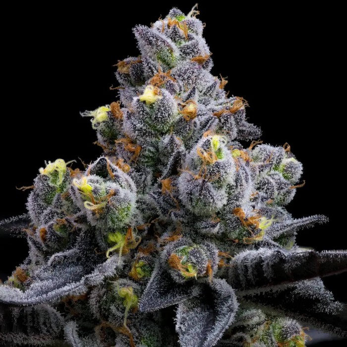 Semillas de marihuana feminizadas Garlic Cookies de Barney's Farm Seeds, cogollo resinoso.