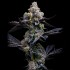 Semillas de marihuana feminizadas Garlic Cookies de Barney's Farm Seeds, punta principal.