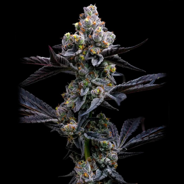 Semillas de marihuana feminizadas Garlic Cookies de Barney's Farm Seeds, punta principal.
