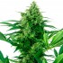 Semillas de marihuana feminizadas Banana Frosting de Sensi Seeds Research, cogollo enorme.