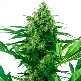 Semillas de marihuana feminizadas Banana Frosting de Sensi Seeds Research, cogollo enorme.