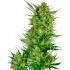 Semillas de marihuana feminizadas Buttercream Gelato de Sensi Seeds Research, cogollo descomunal.