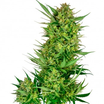 Semillas de marihuana feminizadas Buttercream Gelato de Sensi Seeds Research, cogollo descomunal.